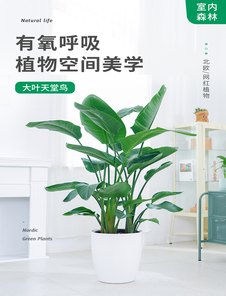 宁波慈溪植物租赁公司 宁波慈溪植物租赁公司