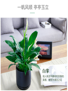 宁波余姚花卉租赁公司,为您的空间注入自然之美><div class=